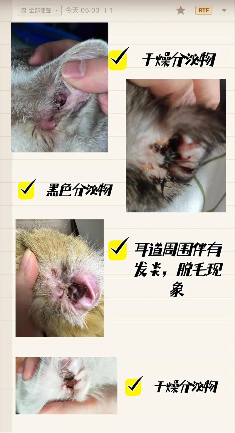 猫咪耳螨发炎了怎么办