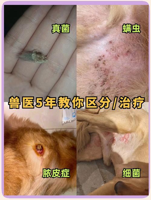 狗狗误吃了肥皂要紧吗?会有什么后果?