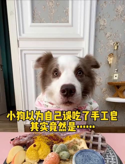 狗狗喝肥皂水多久能吐