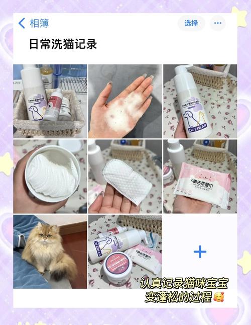 猫咪洗完澡怎么处理