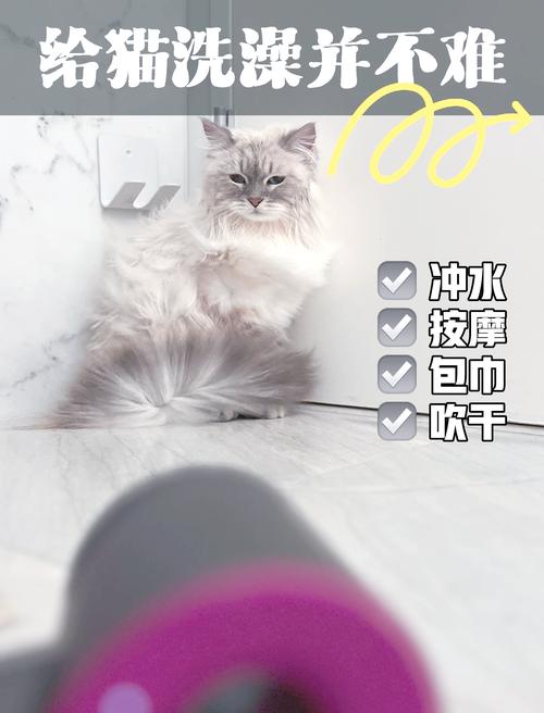 给猫洗澡怎么吹干