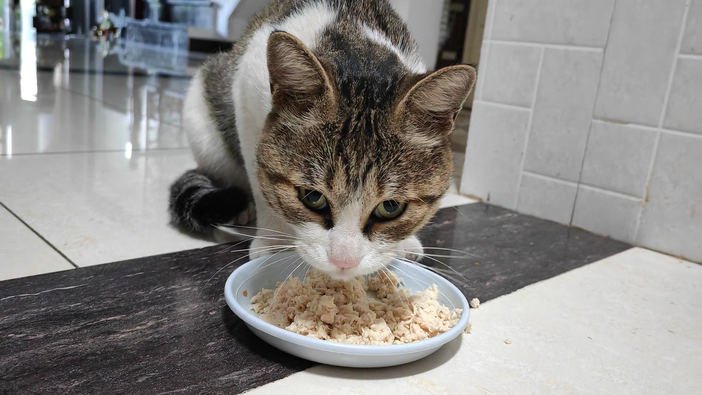 一个月大的猫咪直接吃猫粮会怎么样?