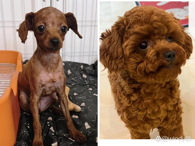 我家泰迪狗狗三个月了,昨天第一次剃胎毛