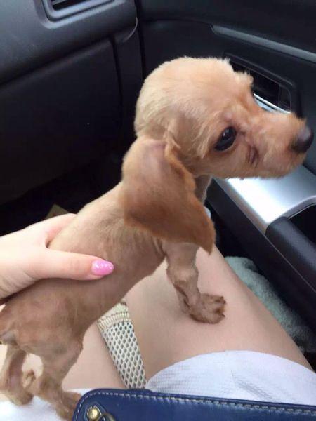 三个月大的泰迪狗,剃毛好么?