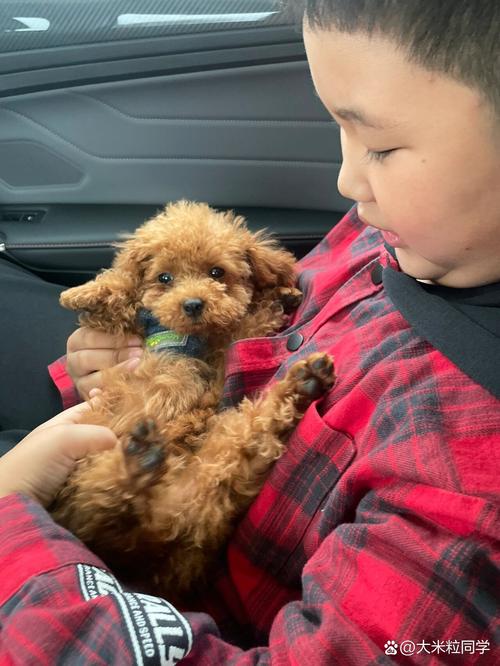 三个月的泰迪可以剪毛吗