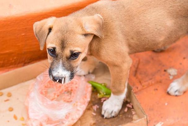 狗狗可以吃黑芝麻吗