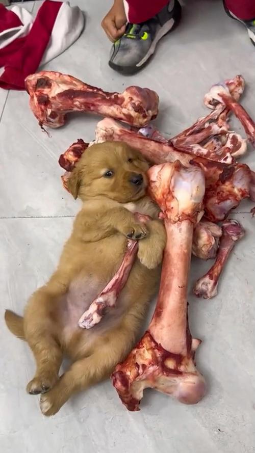 狗狗吞了鸡鸭骨头怎么办?