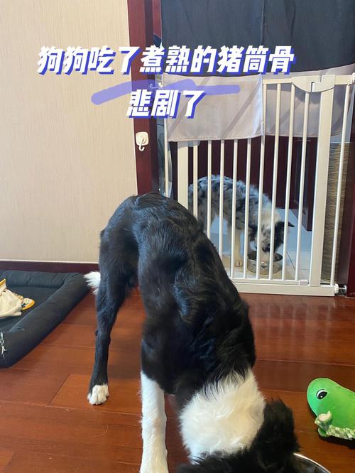 狗狗吃鸡骨头会怎样