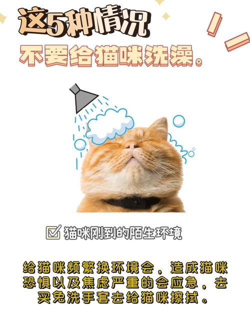 我家猫咪不爱洗澡怎么办?