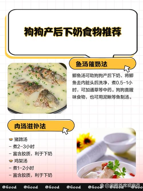 狗狗奶水不足吃什么下奶科学食疗催奶法