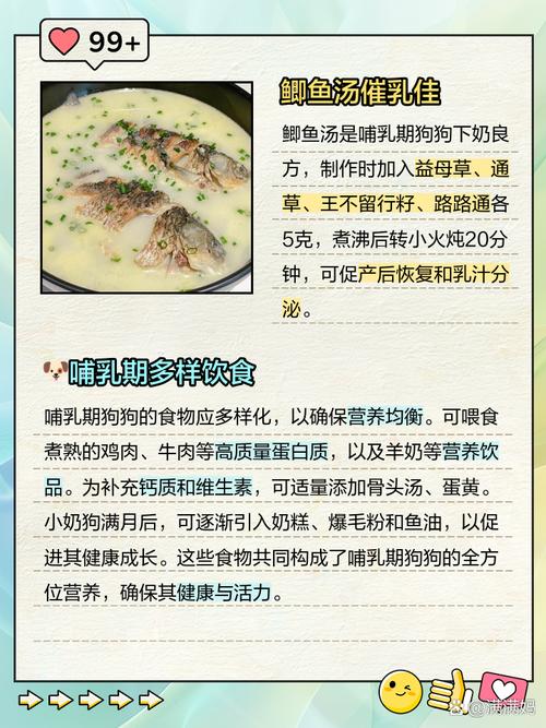 哺乳期狗狗吃什么