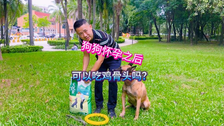 怀孕狗狗能吃鸡肉吗