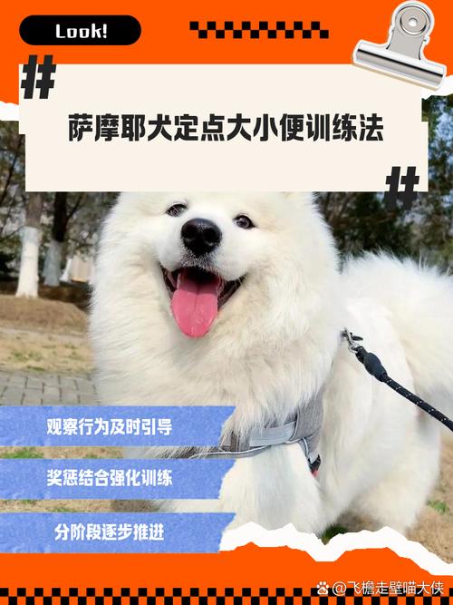 狗狗多大可以训练动作