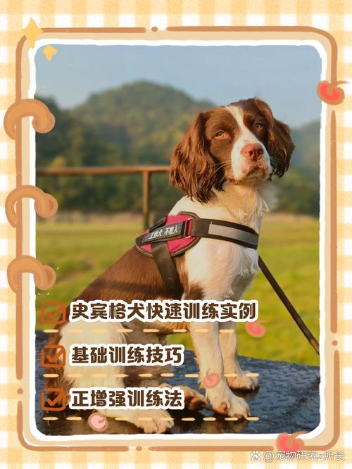 狗狗什么时候开始训练比较好