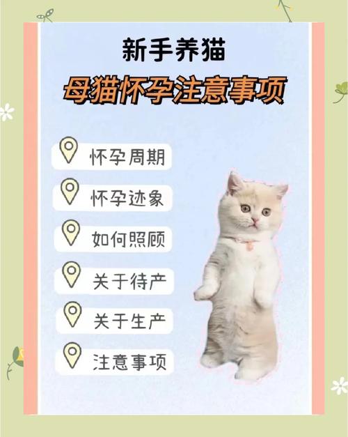 猫咪怀孕了需要注意什么?母猫怀孕注意事项!