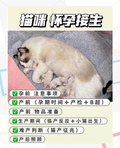 加菲猫咪怀孕注意事项