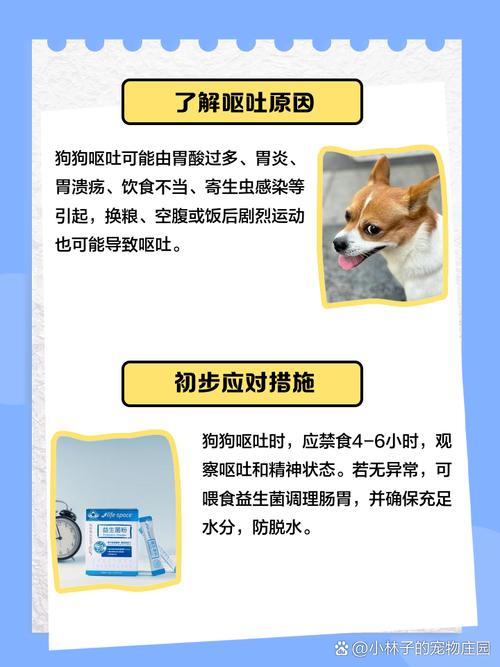 狗狗吃东西不消化老是吐怎么办