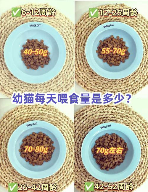 三个月的猫咪吃什么猫粮
