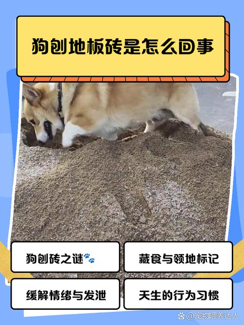 狗狗为什么开始刨地板