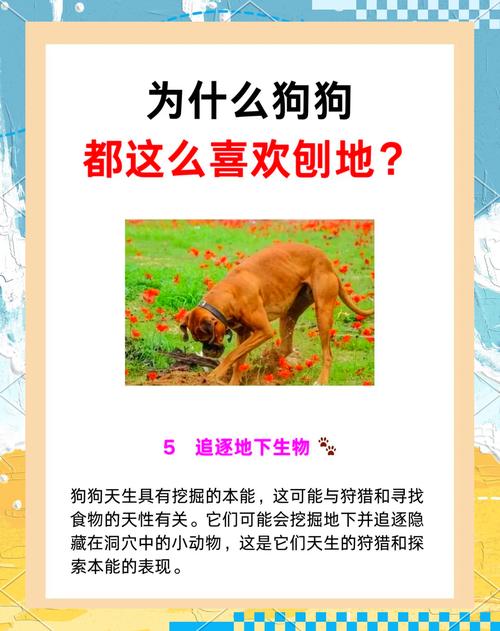 老狗狗一直刨地板为什么原因