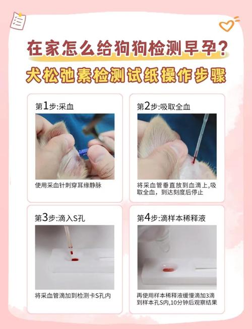 如何知道狗狗已经怀孕了呢?