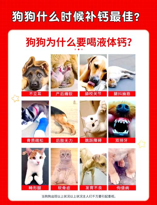 狗狗不吃钙片还能怎样给它补钙?