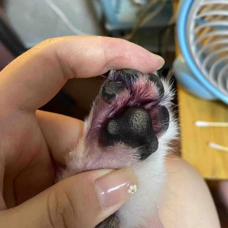 小狗狗的脚为什么会红红的