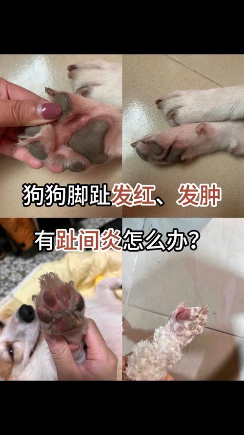 狗狗脚后红了一块,毛都没了