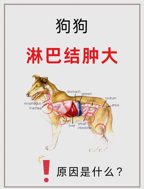 狗淋巴肿大的治疗