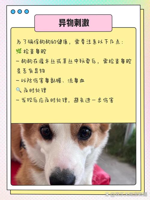 狗狗突然流鼻血的原因有哪些?