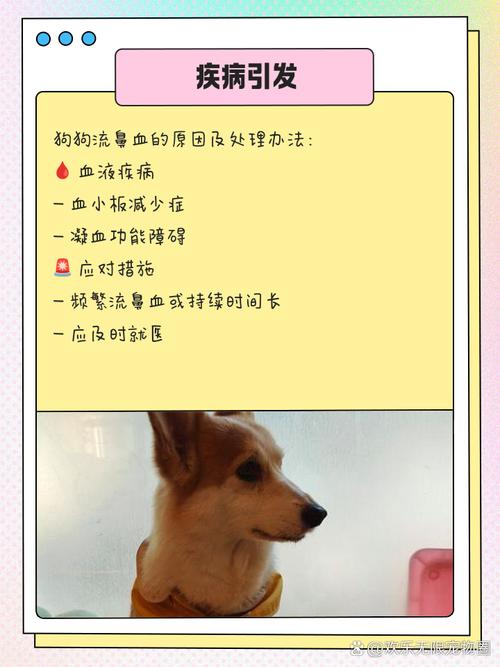 狗狗流鼻血怎么回事