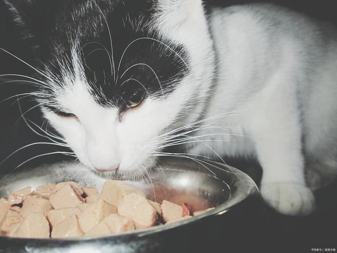 母猫产后消炎吃什么