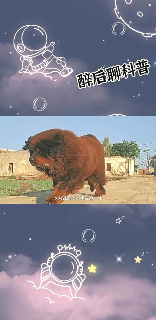 世界上前十体型最大的狗(大型狗狗排名榜前十名)