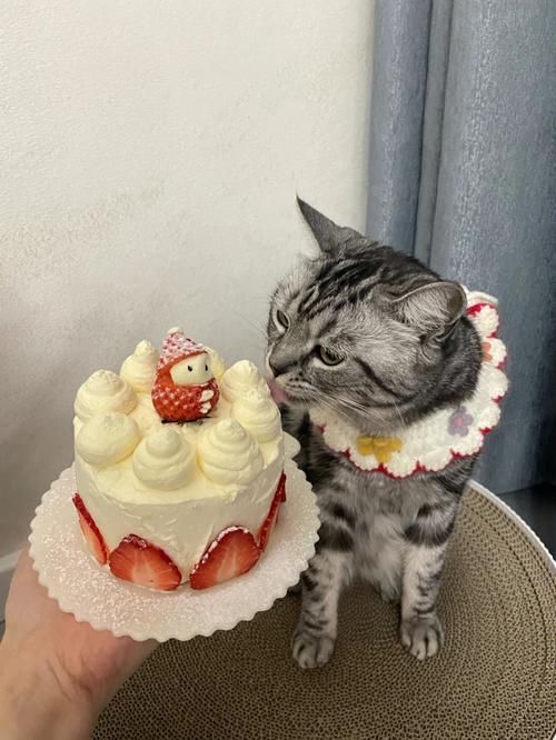 猫咪吃了一点点蛋糕没事吧?