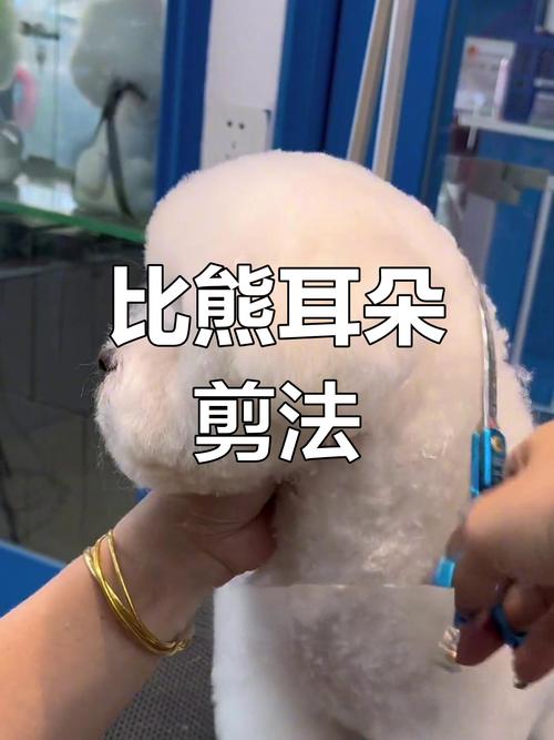 怎样才能让比熊犬乖乖剪指甲?