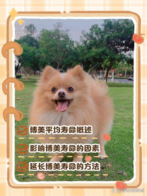 博美8岁是否就算老了-博美犬进入老年的体现