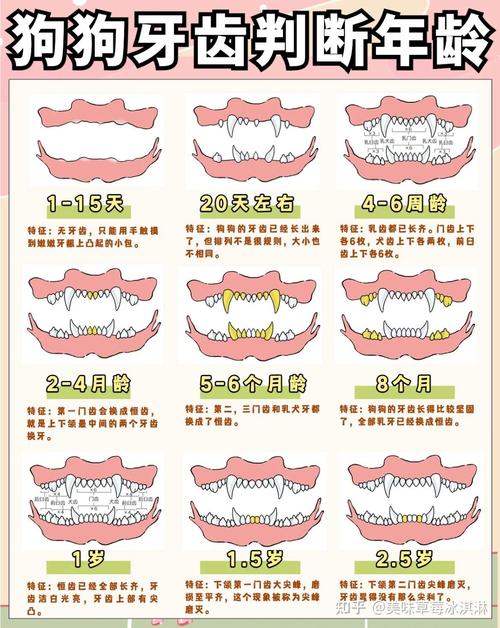 博美狗狗的年龄怎么算呢
