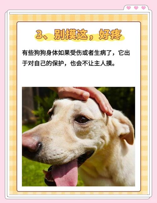 狗狗为什么不准摸鼻子