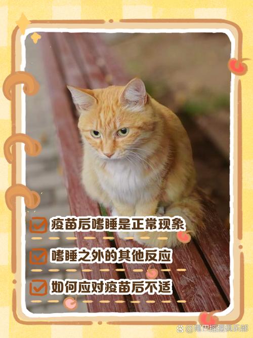 猫咪打完疫苗精神不好一直睡觉