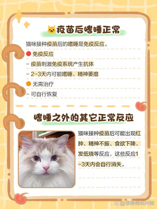 猫咪打完疫苗精神不好