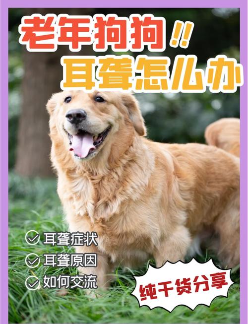 老年狗狗聋了怎么办