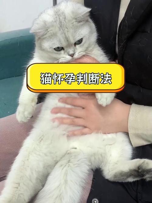 如何摸猫咪是否腹水和怀孕