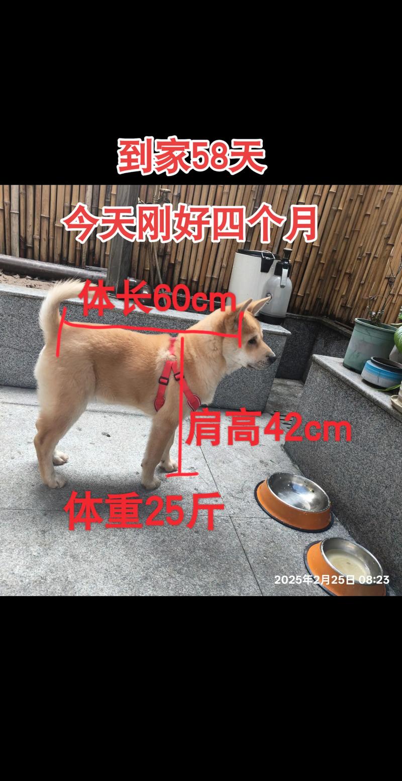 比熊能不能吃豆渣子