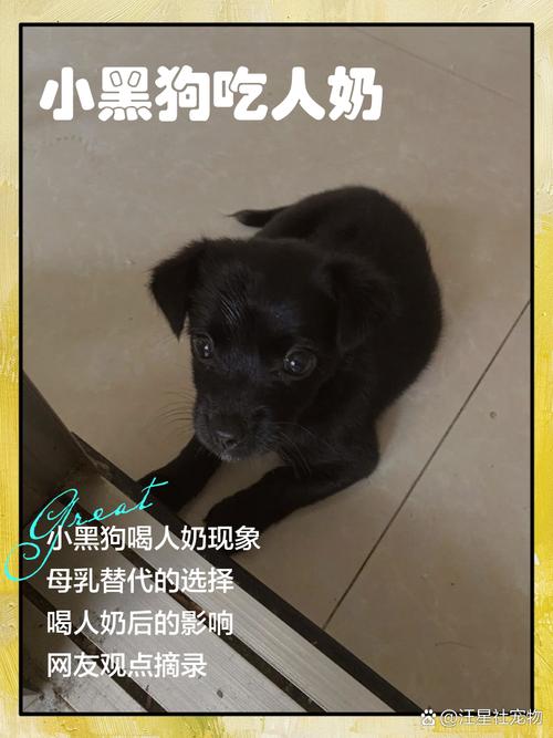 五天的小狗狗可以喝人的奶粉吗?