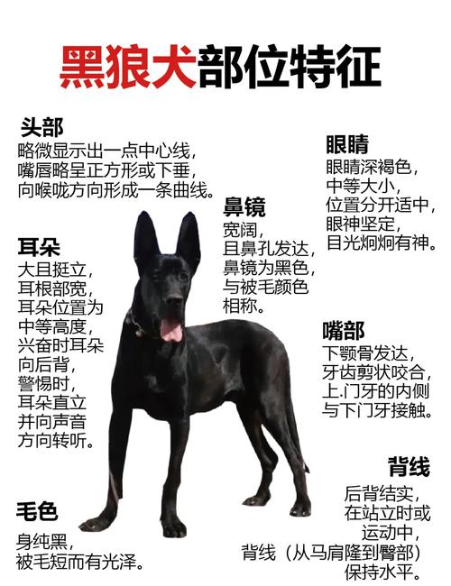 黑狼狗狗起什么名字好?