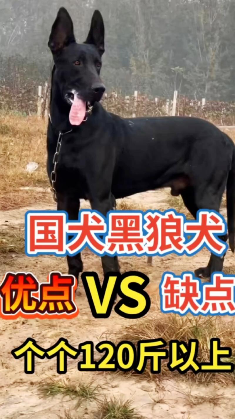 黑白花狗狗该叫什么名字呢?