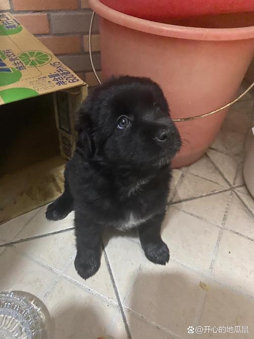 黑色狗狗名字大全