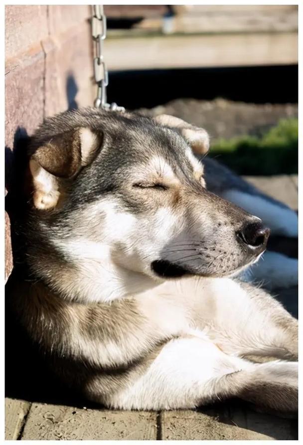 狗狗晒太阳有什么好处?