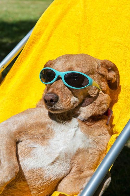 小狗晒太阳好吗