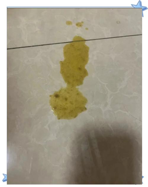 猫咪吐黄水不吃东西精神不振